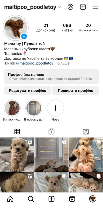 Дівчатка Мальтіпу міні та мікро