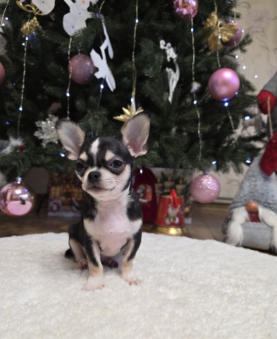 Фантастичні красунчики міні чихуахуа.