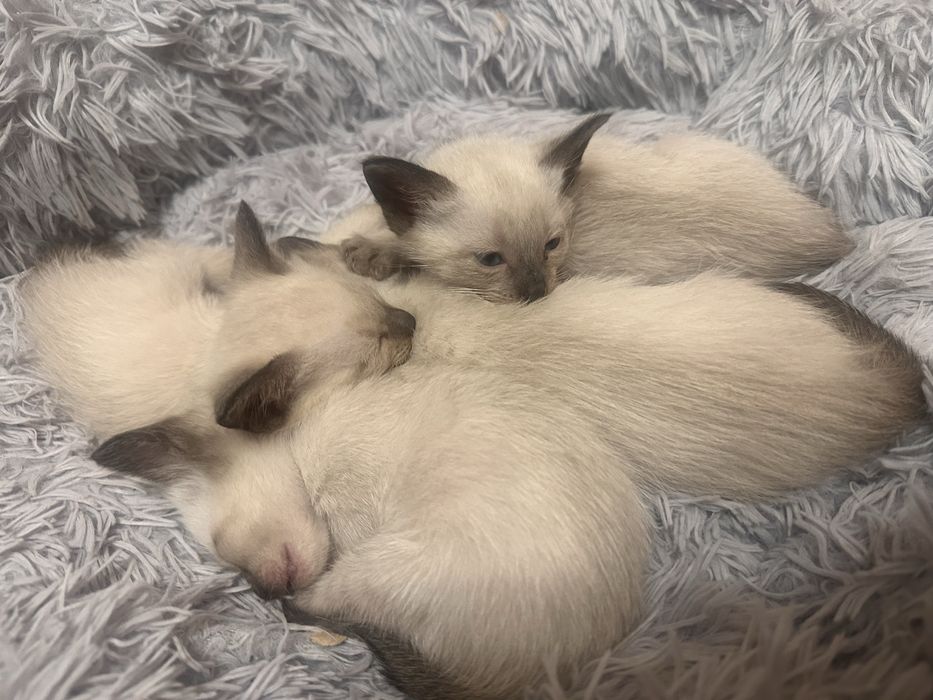 Продам сиамских котят