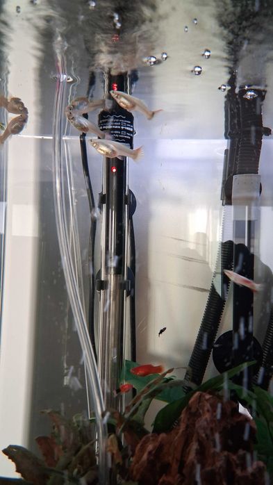 Guppy's Machos e Fêmeas 2/2 para venda