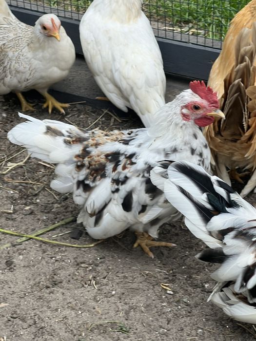 Koguty serama najmniejsze kurki swiata tegoroczne z naturalnego wylęgu