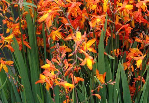 Крокосмія, цибулини квітки крокосмії (монтбреція) Crocosmia