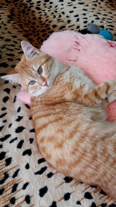 Кошечка Ханни ищет дом и семью