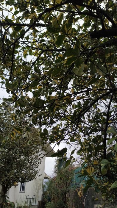 Vende-se Limão matizado