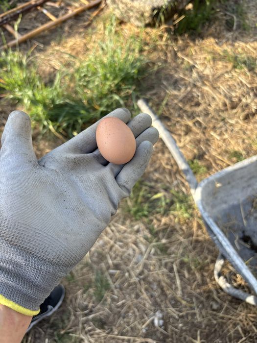 Ovos biológicos - Campo