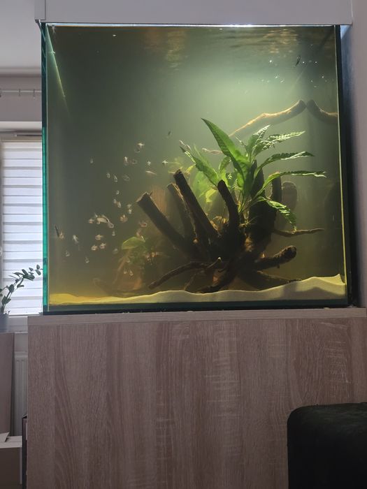 Sprzedam akwarium 120x60x60