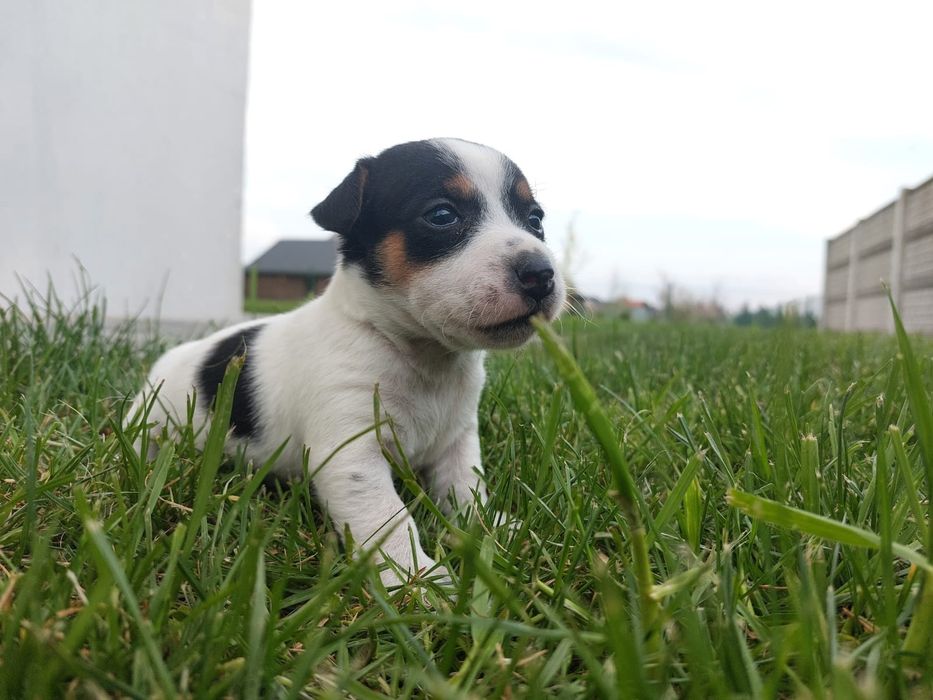 Jack Russell terrier