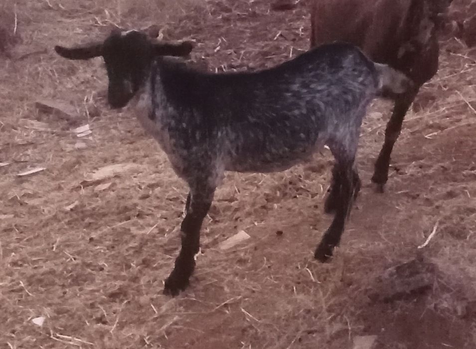 Cabrito com 6 meses