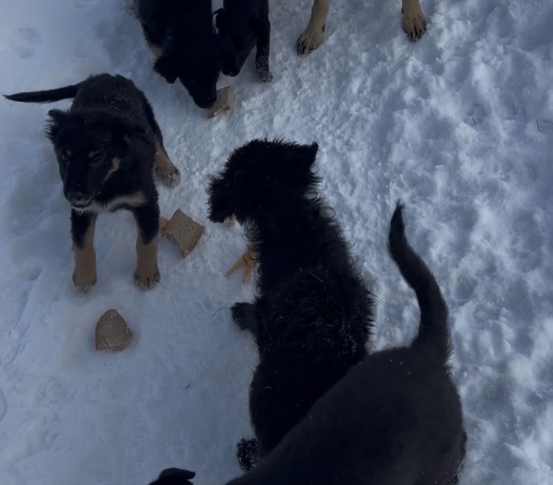 Щенятко в хороші руки