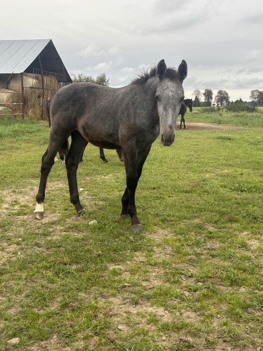 Sprzedam odsadki klaczki ślaskie