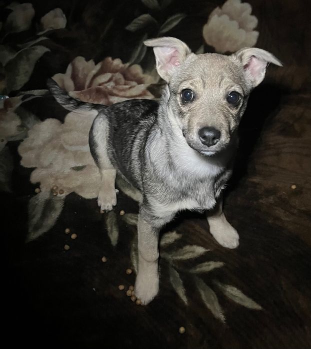 Собака Луна, дуже ніжна та чутлива