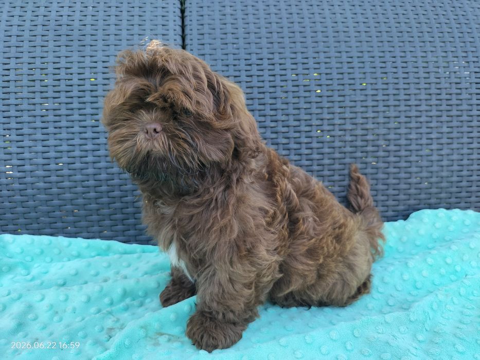 Czekoladowy chłopak Shih Tzu