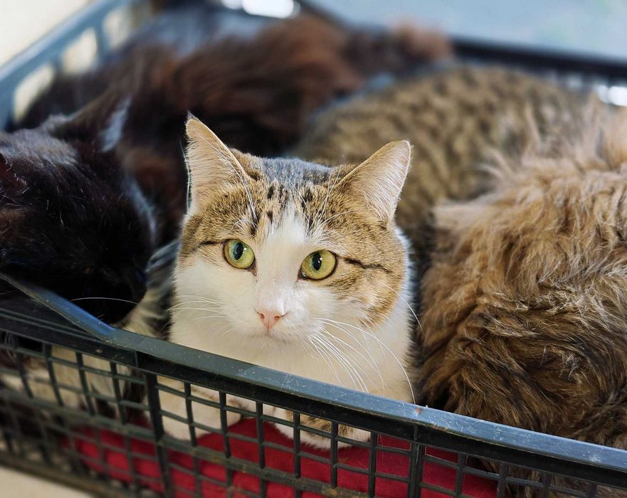 Дуже ніжна чарівна киця Лайта терміново, 1 р, кішка, кошка шукає дім