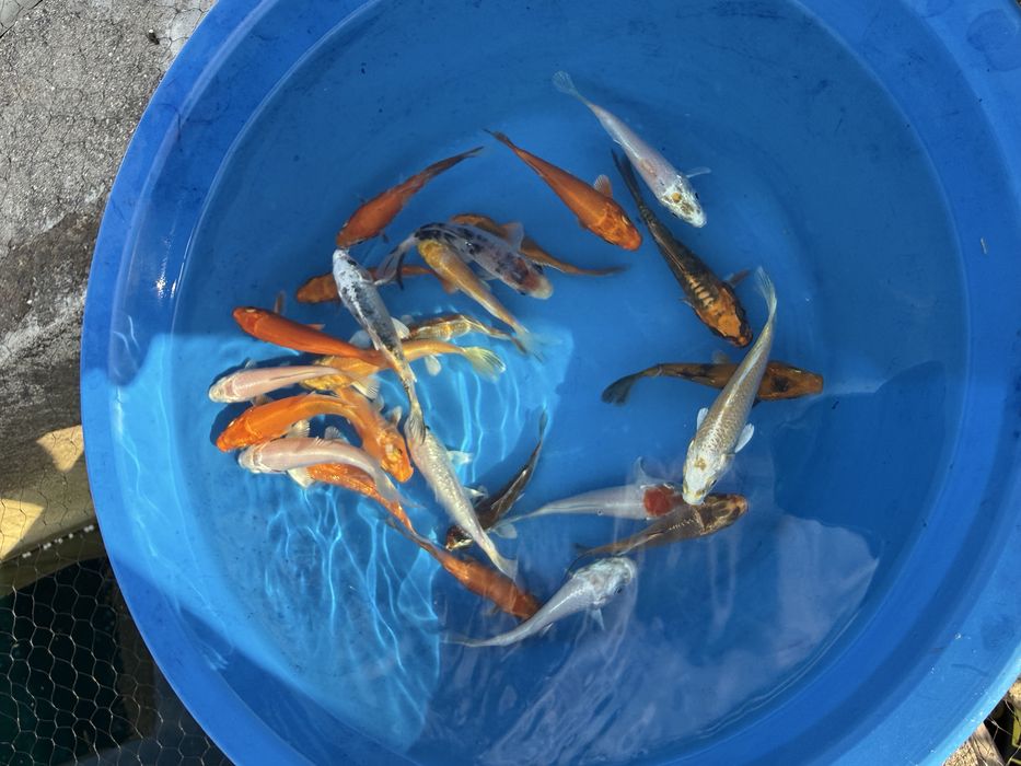 Carpas koi 8/11cm
