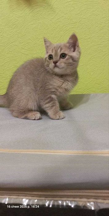 Прямовухе шотландське кошеня