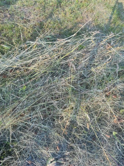 Сіно садове різнотрав'я