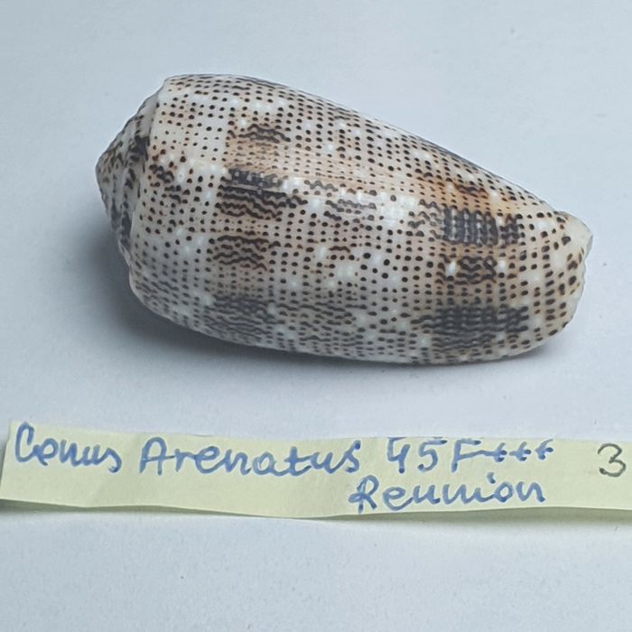 Conus Arenatus 45 mm
