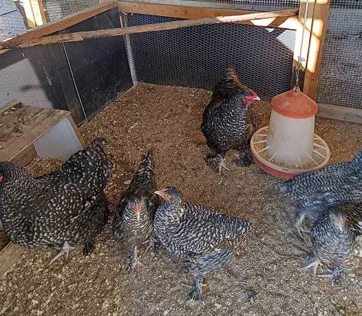 Trios Orpington Amarelo, Malines, Surenha Morucha e Pedrês Português