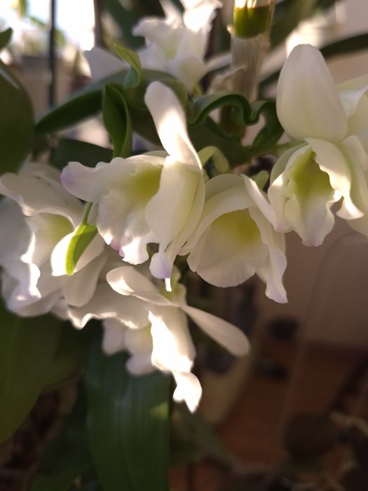 Дендробіум Нобіле Аполлон (Dendrobium nobile 'Spring Dream Apollon')