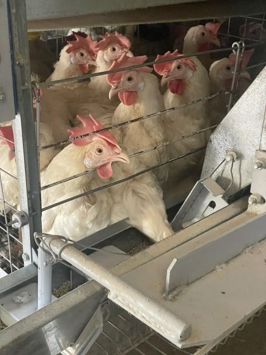 Продаються молоді кури несучки