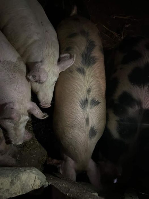 Свині мʼясні  Миколаївська обл