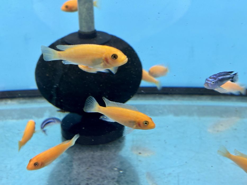 Metriaclima estherae , Red Red, pyszczaki pielęgnice afrykańskie