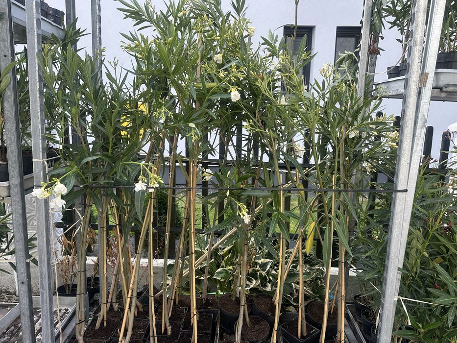 Oleander w formie drzewka na pniu