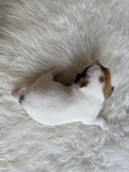 Jack Russell Terrier- biało-brązowa Sunia ZkwP FCI
