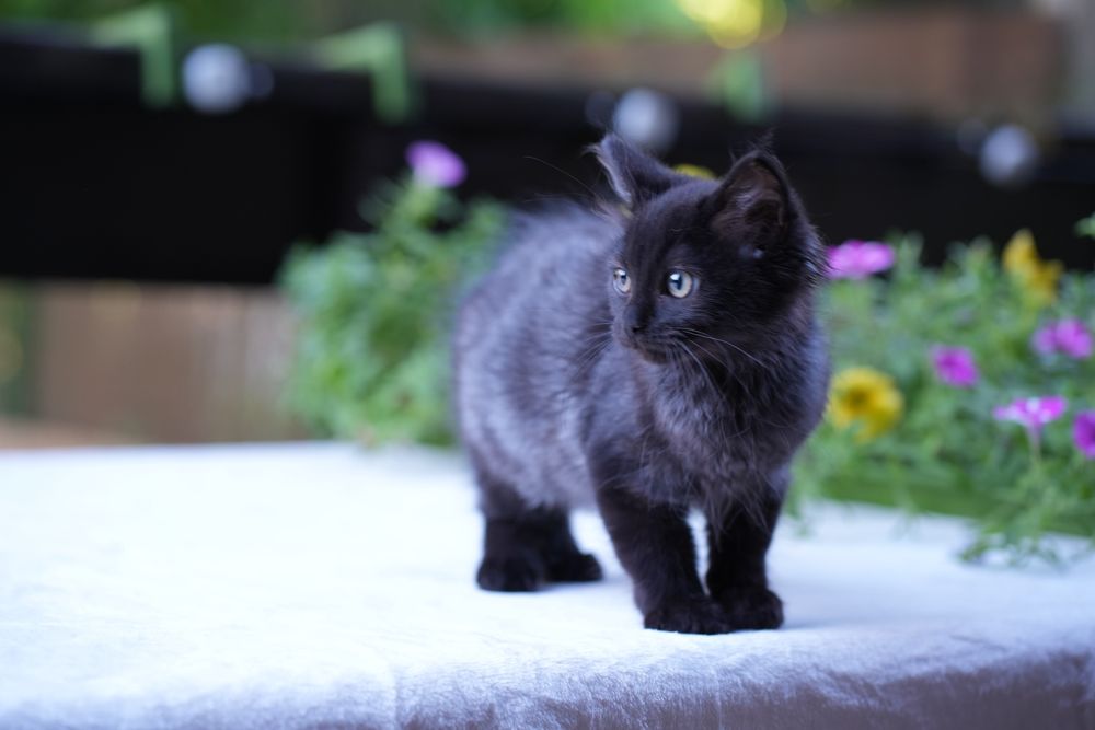 Kotka ragdoll/cherubim dymna Black solid