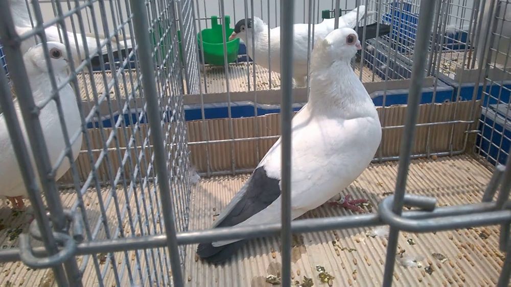 Gołębie, gołąb spacry dryjery