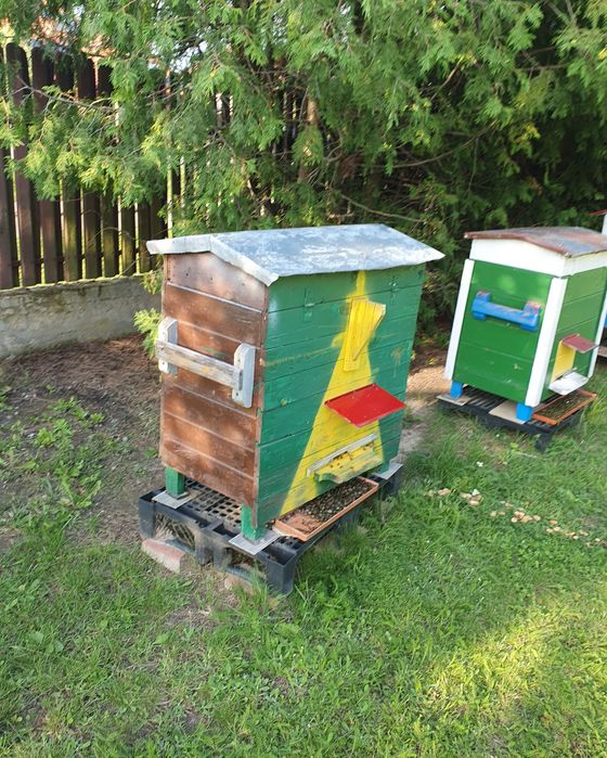 Ul warszawski, poszerzany. Ul z pszczołami.