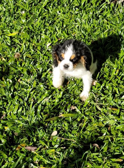 Cavalier King Charles Macho
