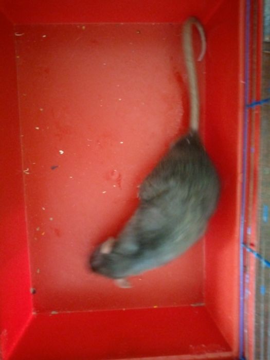 Крысята Кременчуг