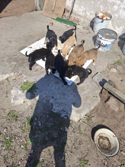 Oddam  szczeniaki labrador, o szczegóły prosze pisać prywatnie