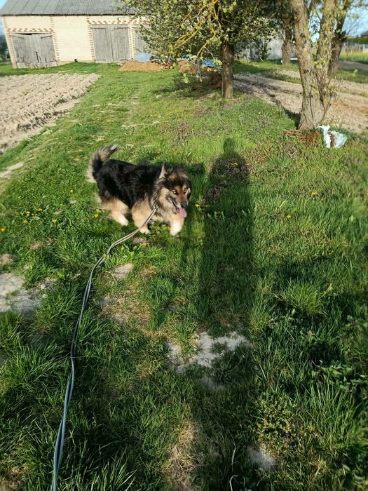 Do oddania pies owczarek niemiecki x husky
