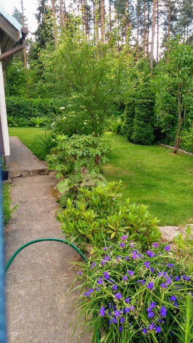 Ogródek Działkowy ROD przy ŚCIANIE LASU Białystok/Wasilków - Widok 5