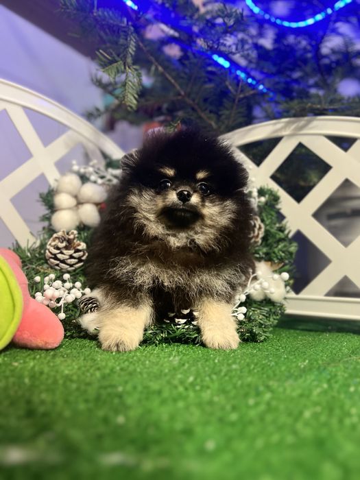 Неймовірні малюки померанці