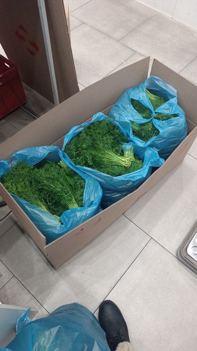 Зелень Укроп , Петрушка