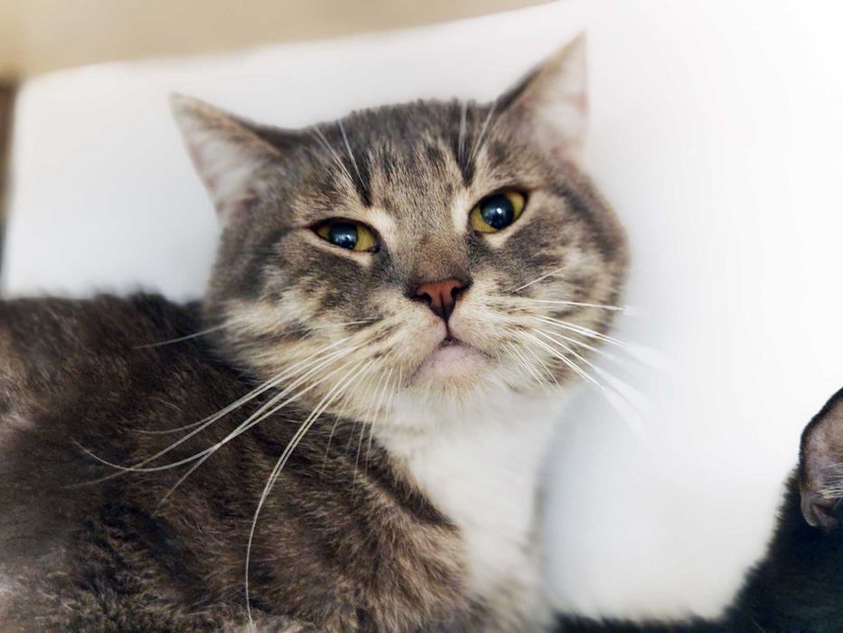 Котик, кіт, ніжний красень Шайн (2 роки) – дуже хоче додому!!!