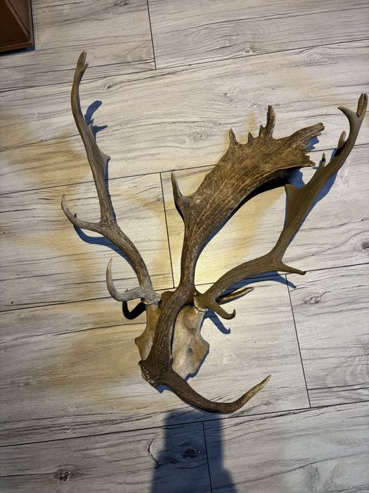 Poroże daniela zrzuty