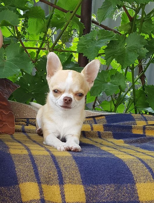 Вязка Чихуахуа супер мини