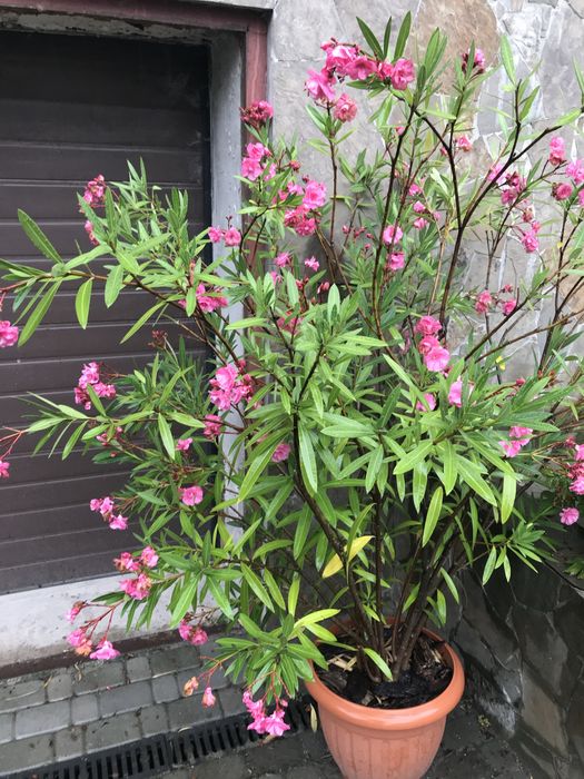 Продам саджанці олеандра