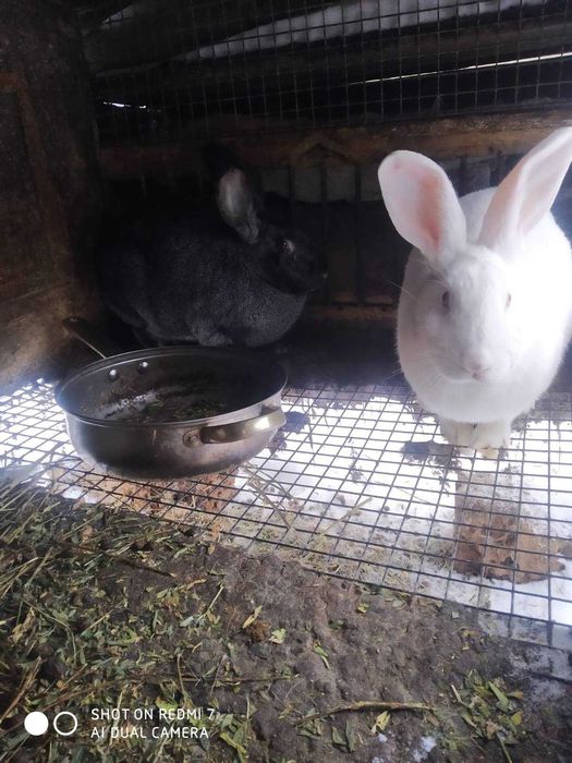 Продаються кролики