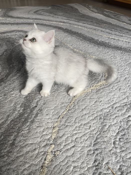 Śliczny kocurek prostouchy szkocki