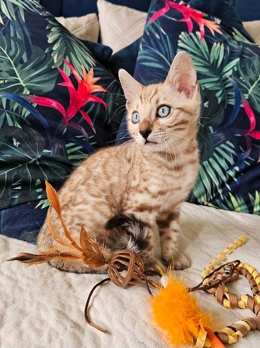 Kocurek bengalski snow mink - milutki kociak z pięknym futerkiem