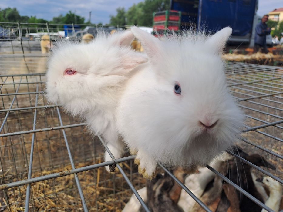 Króliki miniaturki,  białe, młode, śliczne!