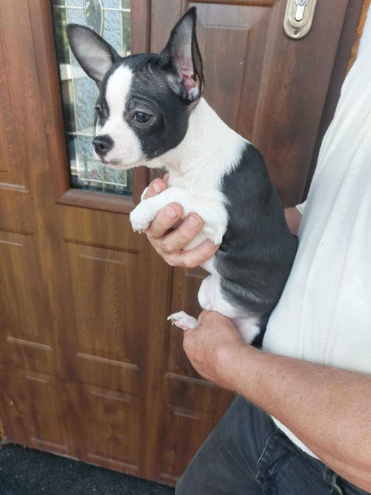 Piesek chihuahua  okolice Warszawy