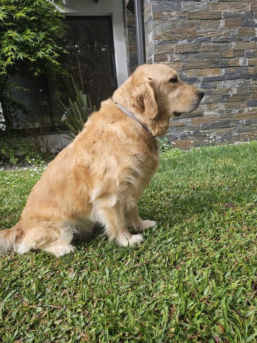 Golden Retriever com Lop