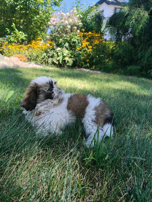 SHIH- TZU szczeniaczek