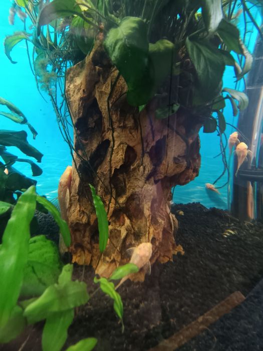 Glonojady złote/Ancistrus sp.